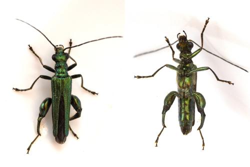Oedemera nobilis